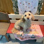さくらちゃん