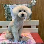 ノエルちゃん