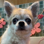 さくらちゃん