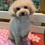 つくしくん