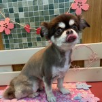 さくらちゃん