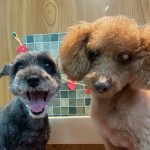 あずきちゃん＆おはぎくん