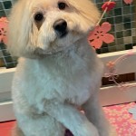 ショーンくん