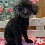 ラッキーちゃん