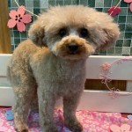 せぶんちゃん