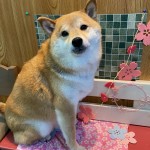 小正くん