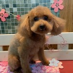 クゥくん