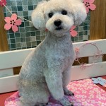 ノエルちゃん