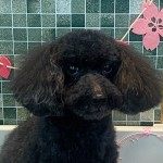 かのんちゃん