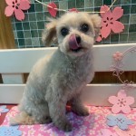 よつばちゃん