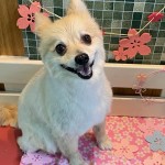 あい子ちゃん