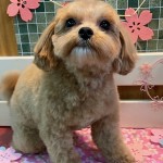 ポポロちゃん