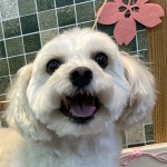 パスタくん