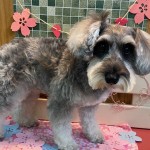 あんずちゃん