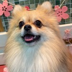 きゅんすけくん
