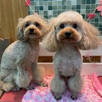 ライくん＆アムくん