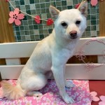 リロちゃん