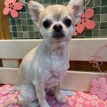 てんちゃん