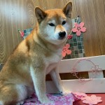 茶太郎くん