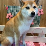 小梅ちゃん