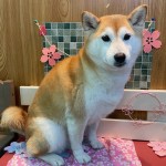 ふくちゃん