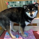 あずきちゃん