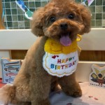 クーくん