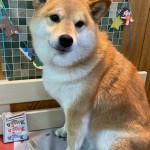 小正くん