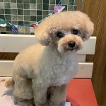 つくしくん