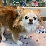 ココちゃん