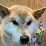 げんきくん