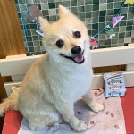 あい子ちゃん
