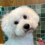 だいふくくん