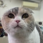 ウォッカちゃん