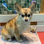 ポーちゃん