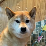 茶太郎くん