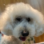 モモキチくん
