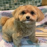 ポポロちゃん