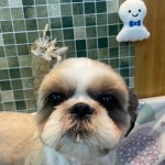 ふくくん