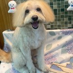 ショーンくん