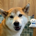 小梅ちゃん