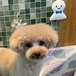 つくしくん