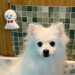 翡翠ちゃん